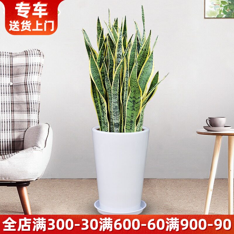 大型金边虎皮兰盆栽耐干室内绿植吸甲醛净化空气植物晚上释放氧气