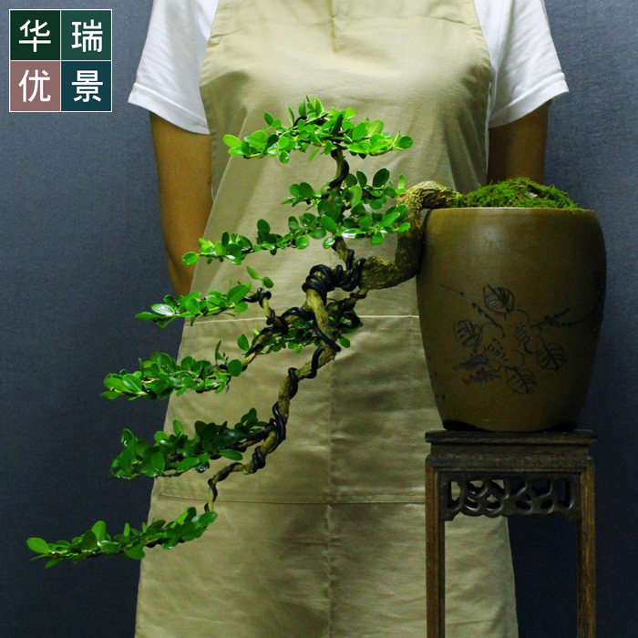 极速低价扬派造型黄杨盆景室v内四季常青植物办公居家送礼耐寒耐