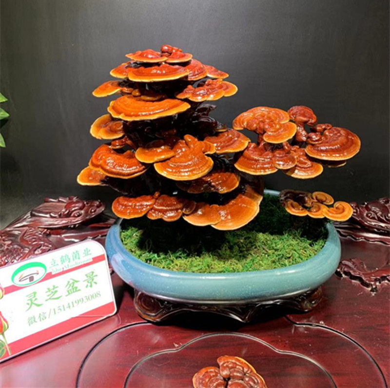灵芝盆景观赏摆件盆景 室内观赏办公桌 艺术盆景造型 灵芝盆景