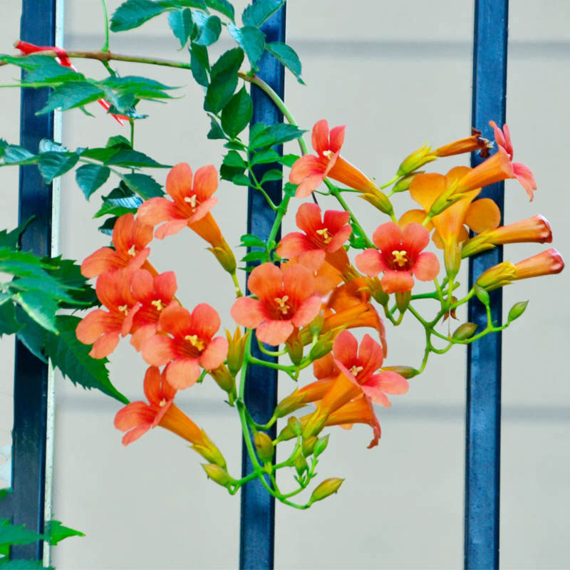 速发花寒藤霄花苗爬凌植物四季好养耐卉绿植盆栽庭院台炮仗花大苗