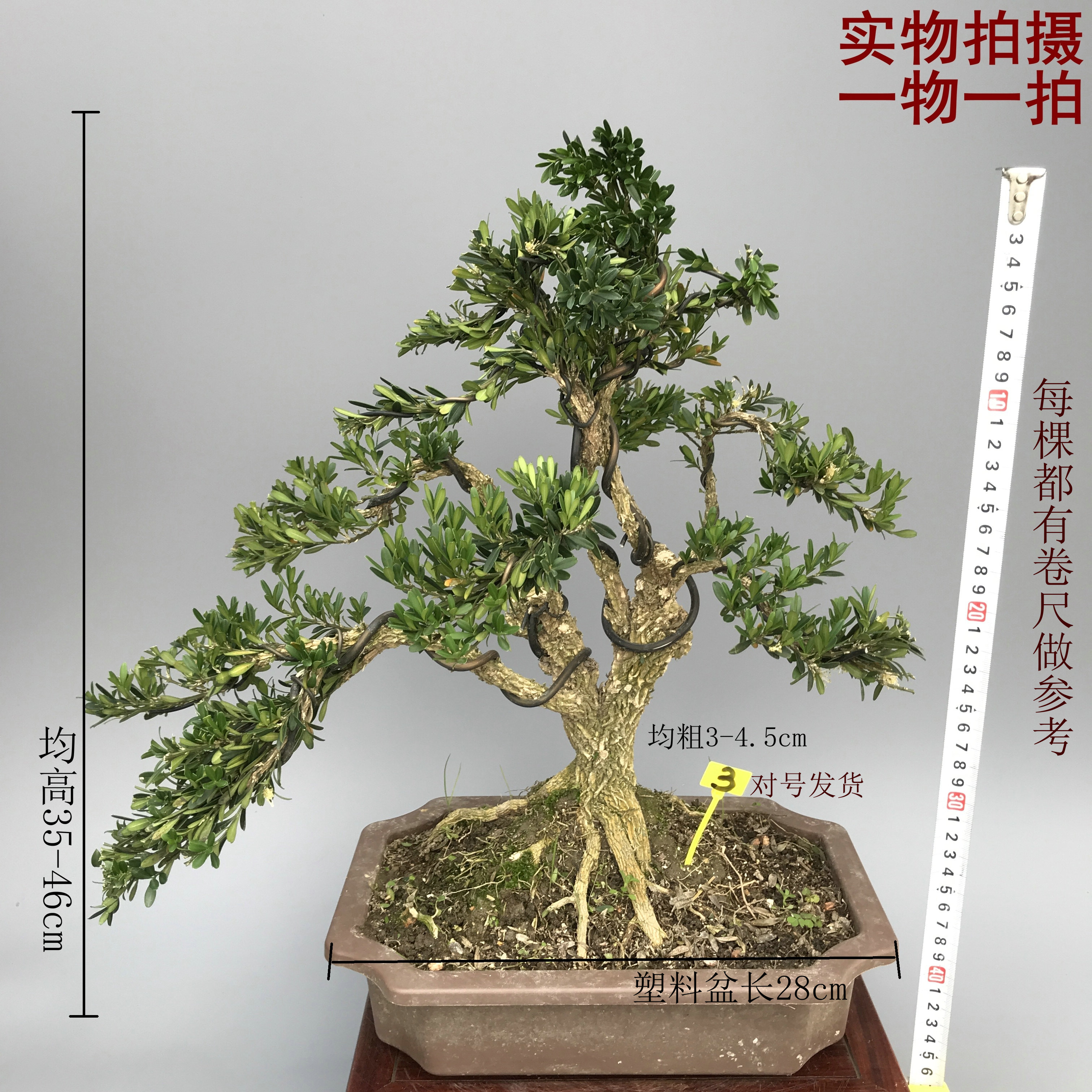 雀舌皱皮黄杨盆景盆栽造型老桩老盆口室内外绿植对号发货一物一拍