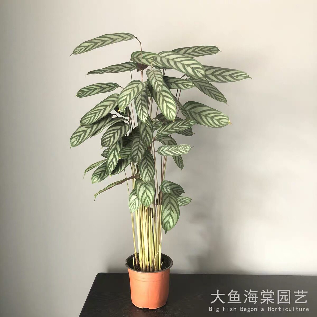 热销飞羽竹芋美丽之星孔雀观叶植物喜阴绿植花卉室内盆栽净化空气