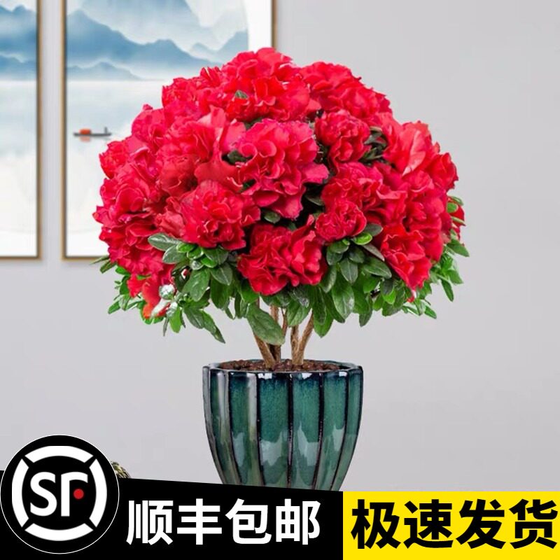 速发盆断花卉水培植物室内外带绿苞好养的四季开花不栽花植台