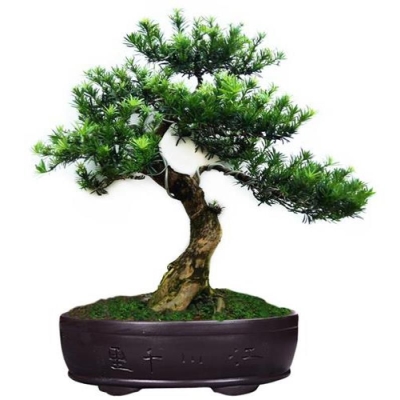 迎客松大型花盆小盆栽 极速罗汉松盆景树桩老桩植物室内大型悬崖式