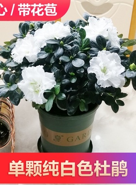 速发稀有名贵精比利品时白色盆栽花苗室内外花卉四季开花