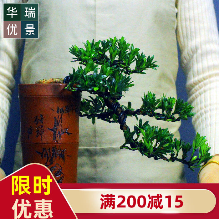 低价原生珍珠罗汉松小老桩盆景 小型室内盆栽 四季常青居家植物