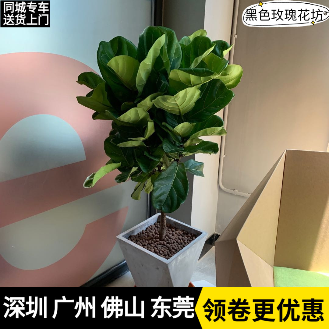 琴叶榕盆栽 吸甲醛净化空气植物北欧风格水泥盆室内客厅大型植物