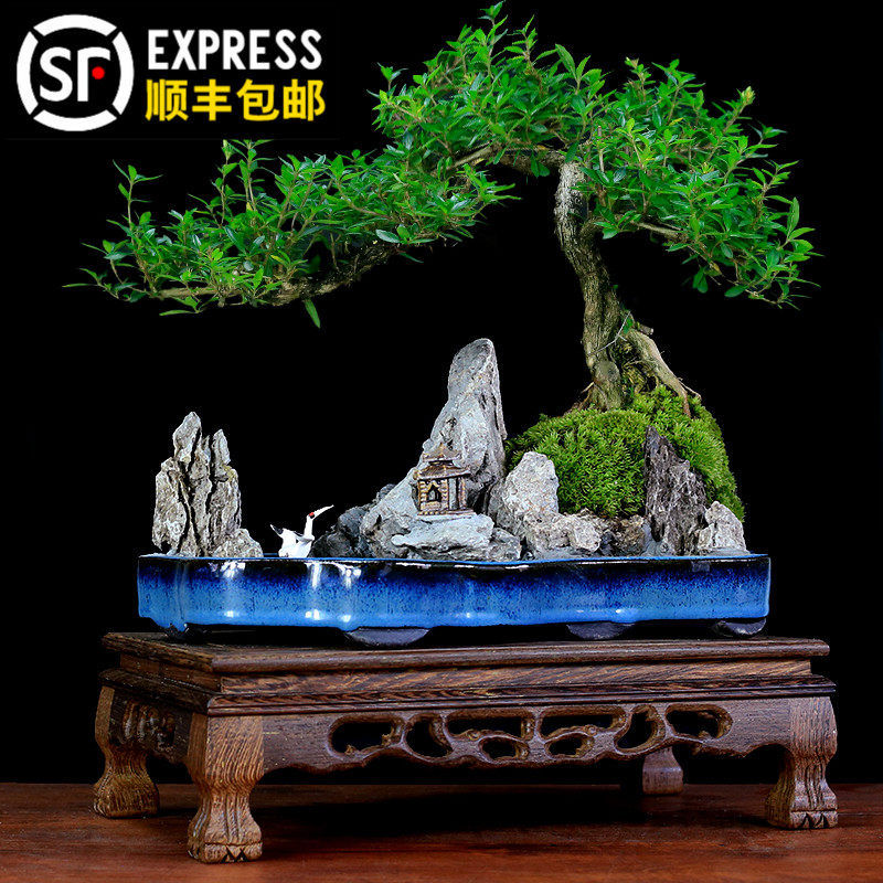 六月雪盆景植物提根造型老桩悬崖式创意山水盆景树桩室内绿植盆栽