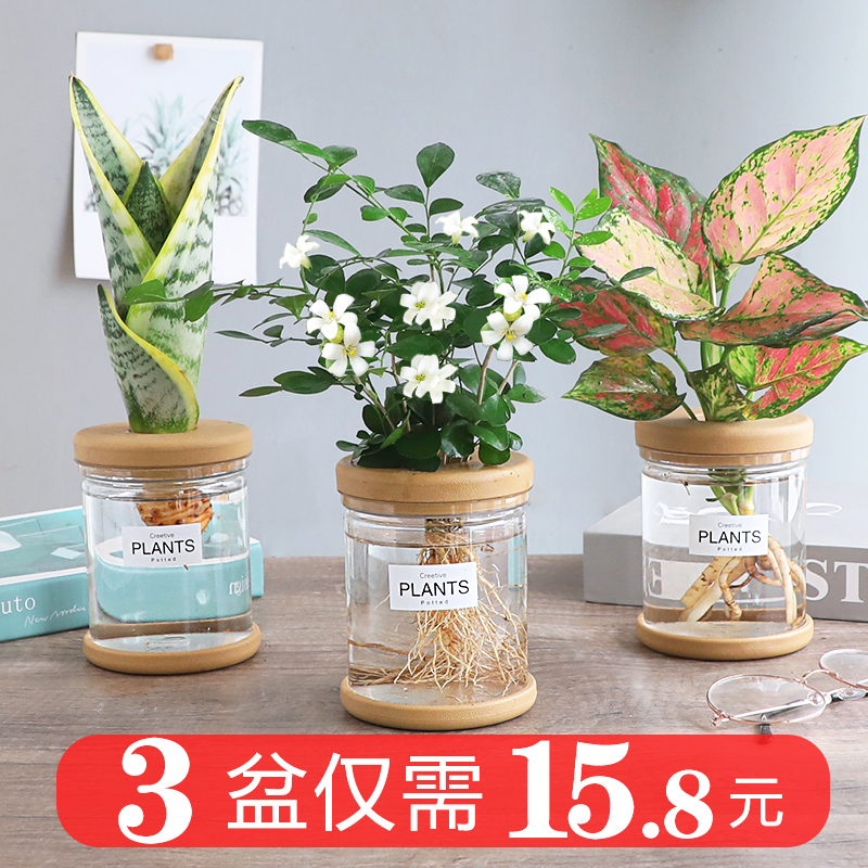 水培植物盆栽绿萝栀子花办公室内花卉小绿植四季好养多肉水养盆栽