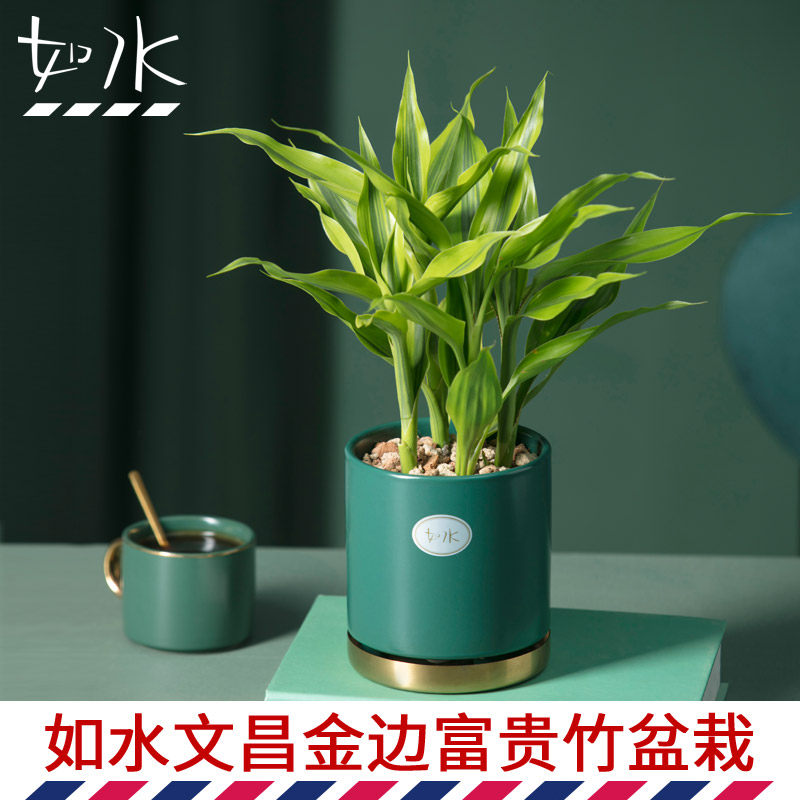如水盆栽容易养 文昌竹富贵竹 办公室室内办公桌面小绿植水培植物