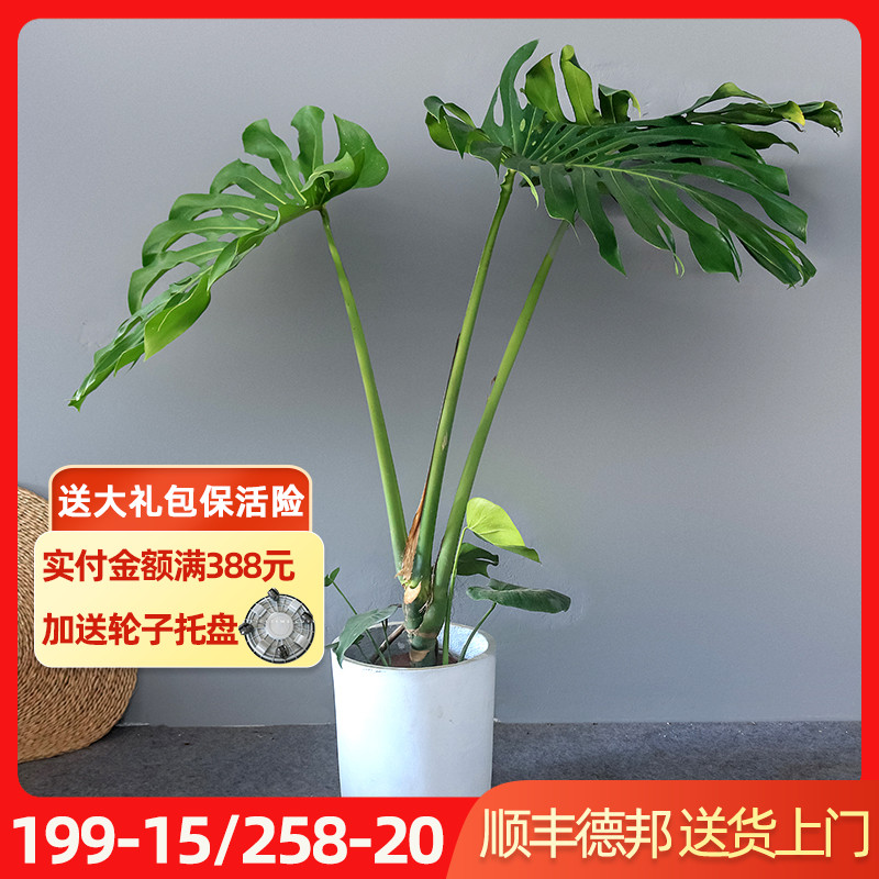 龟背竹盆栽 叶开背植物室内桩吸甲醛净化空气真绿植