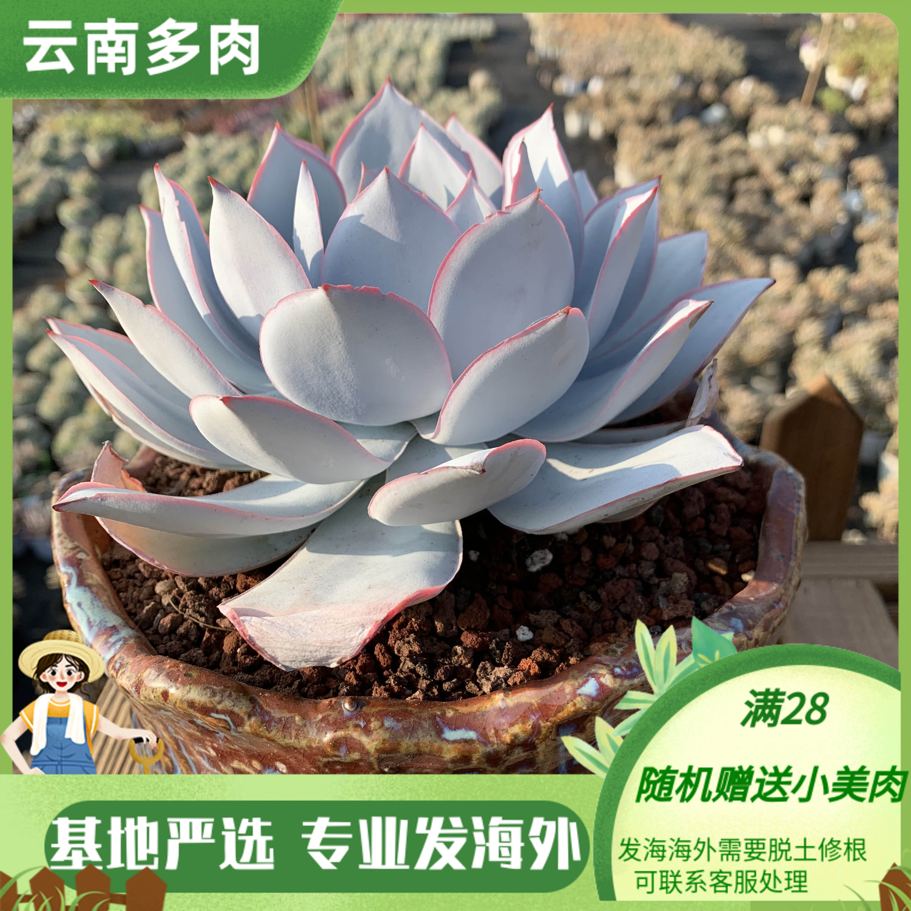 大棚直销大株控养超仙薄叶多肉植物广寒宫晚霞蓝光冬季好养大盆栽