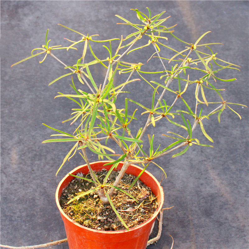 柳叶麒麟块根植物 大戟科群生多肉植物老桩盆栽 室内造景绿植花卉