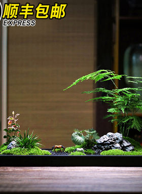 乌金石盆大型枯山水微景观苔藓文竹菖蒲组合盆景办公桌茶桌盆栽