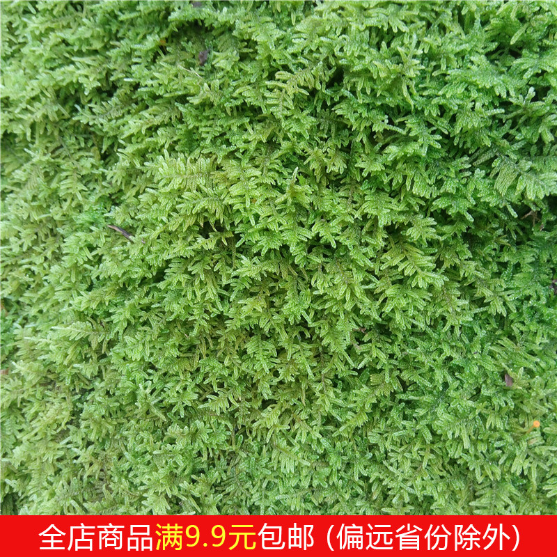 鲜活苔藓日式庭院枯山水园林微景观大灰藓植物墙盆栽绿植铺面青苔