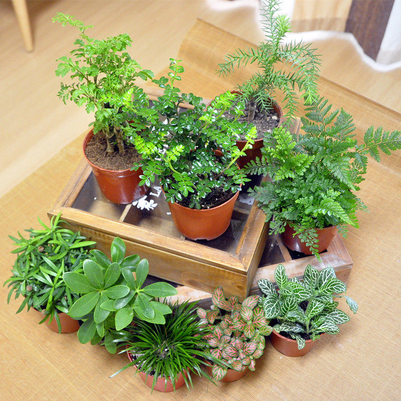 99包邮苔藓微景观桌面办公室盆栽植物创意diy材料迷你绿植盆栽