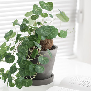 观叶植物泰国圆叶山乌龟办公室室内金不换植物耐养喜阴植物盆栽