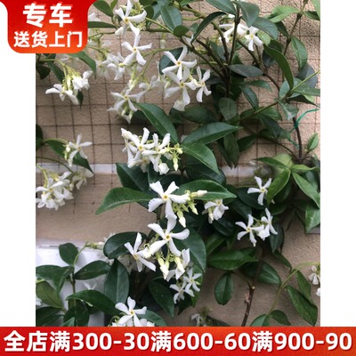 风车茉莉盆栽大型 藤本植物爬藤能力强 阳台户外庭院植物耐寒耐晒