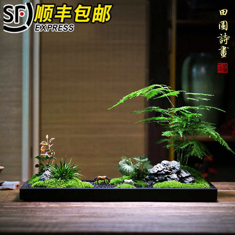 乌金石盆大型枯山水微景观苔藓文竹菖蒲组合盆景办公桌茶桌盆栽