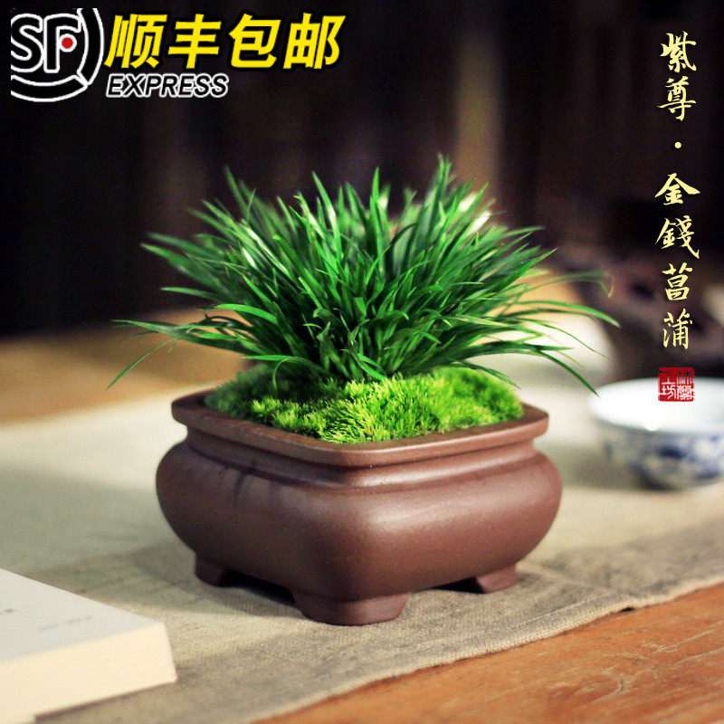 紫尊金钱菖蒲虎须菖蒲草日本黄金姬办公桌小盆栽菖蒲盆景文竹茶道