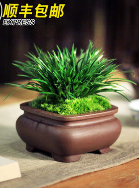 紫尊金钱菖蒲虎须菖蒲草日本黄金姬办公桌小盆栽菖蒲盆景文竹茶道