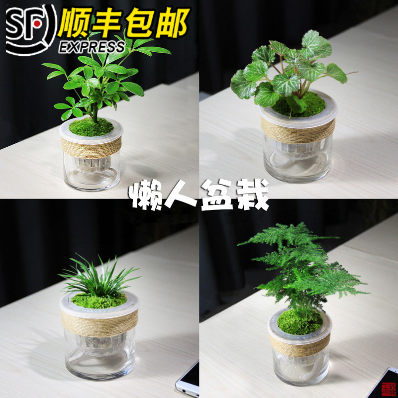 水培懒人盆栽绿植净化空气文竹狼尾蕨罗汉松鸭脚木苔藓桌面盆栽