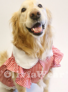 可爱的小裙子 新品金毛大型犬薄款夏季透气纯棉连衣裙大狗衣服