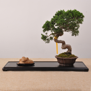 红木实木胡桃g木黑檀红酸枝瘿木明式长方茶具盆景底座奇石摆件底