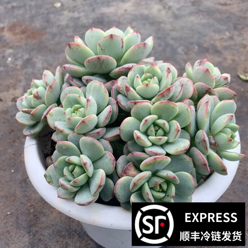 茗居园艺 香草比斯多物 实物拍摄 群生木质化老桩 实物拍摄