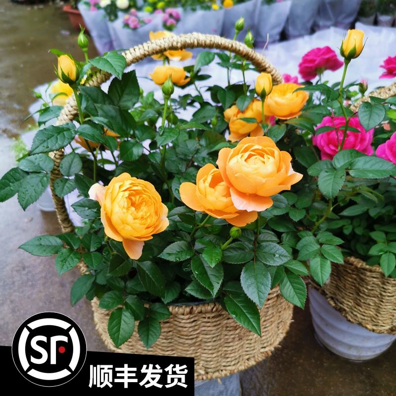 玫瑰花苗老根果汁阳台月季盆栽带花苞四季开花花卉庭院花草多年生