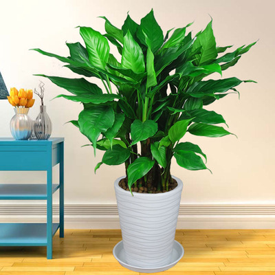 万年青绿植盆栽常青植物室内大型家庭花卉客厅绿植