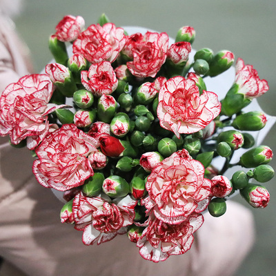 多头皇太子康乃馨鲜花花束基地鲜花速递云南昆明直发水养鲜切花插