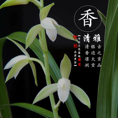 银边大贡老种贡品兰花正宗浓香建兰四季兰素心名贵细叶兰草苗盆栽