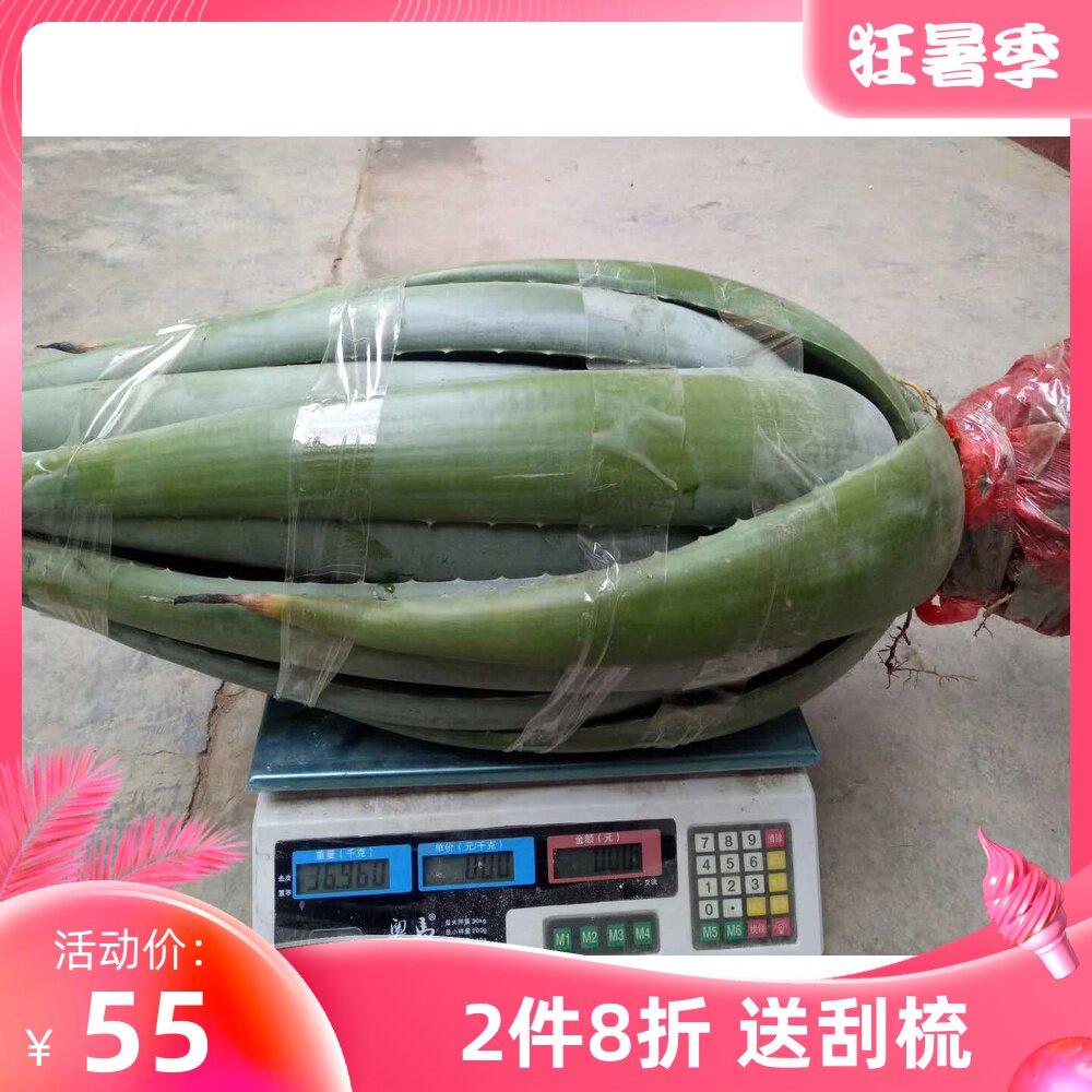库拉索芦荟美容院专用芦荟灌肤芦荟盆栽可食用芦荟观赏吸甲醛芦荟