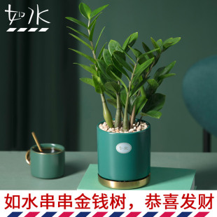 如水盆栽容易养 金钱树 恭喜发财树摇钱树植物室内办公室水培绿植