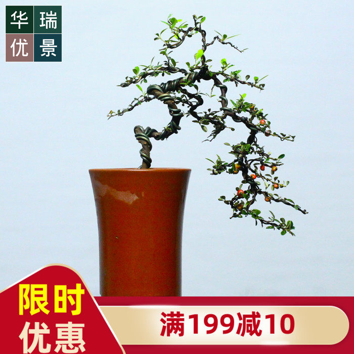 小叶珍珠栒子掌上微型盆景开花结果高山荀子盆栽办公居家绿植红果