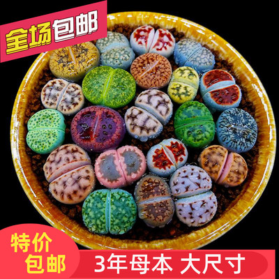 多肉植物生石花组合拼盘肉肉盆栽屁股花PP花屁屁花石生花番杏母本