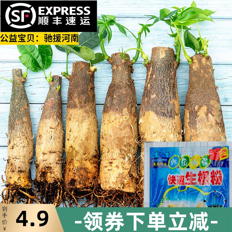 发财树树桩树头树苗室内绿植花卉小阳台盆景盆栽客厅招财独杆带盆