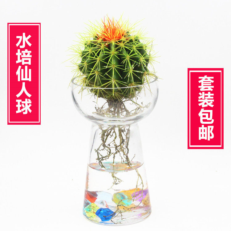仙人球盆栽水培花卉水养植物多肉植物绿色卧室内金琥仙人掌易活