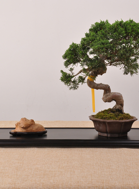 红木实木胡桃木黑檀红酸枝瘿木明式长方茶具盆景底座奇石摆件底座