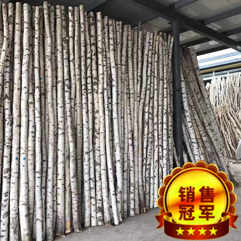 天然白桦树装饰树杆白桦树干桦木原木段树枝树杈枯树婚庆橱窗隔断