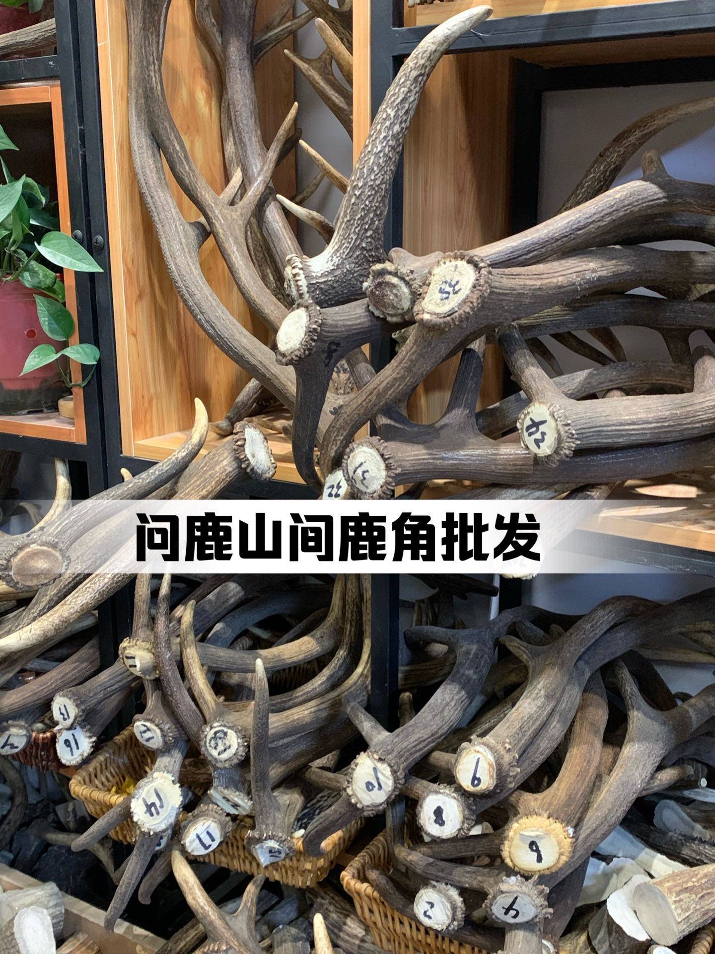 鹿角磨牙棒单只狗狗天然耐咬骨头零食咬胶泰迪金毛柯基法斗幼犬