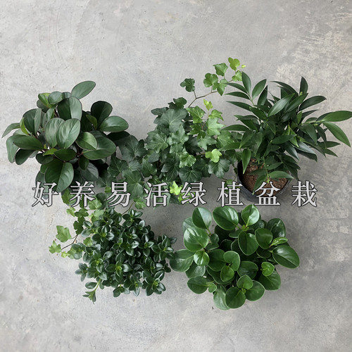 包邮花卉盆栽花易活室内外花客厅办公室摆件好养绿植盆栽净化现货
