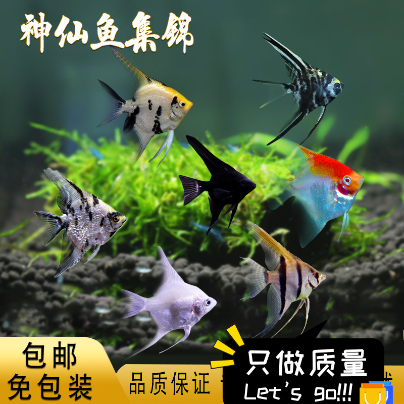新品神仙鱼秘鲁燕子鱼热带鱼观赏鱼F活体鱼三色神仙熊猫神仙水族
