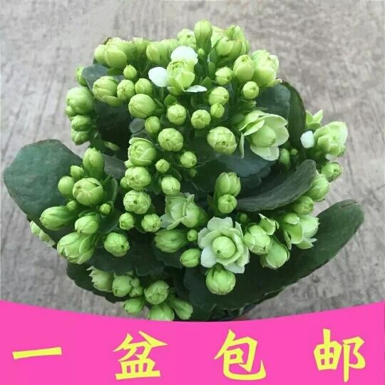 盆栽重瓣长寿花盆栽带花苞发货室内盆栽绿植花卉绿巴黎多季开花