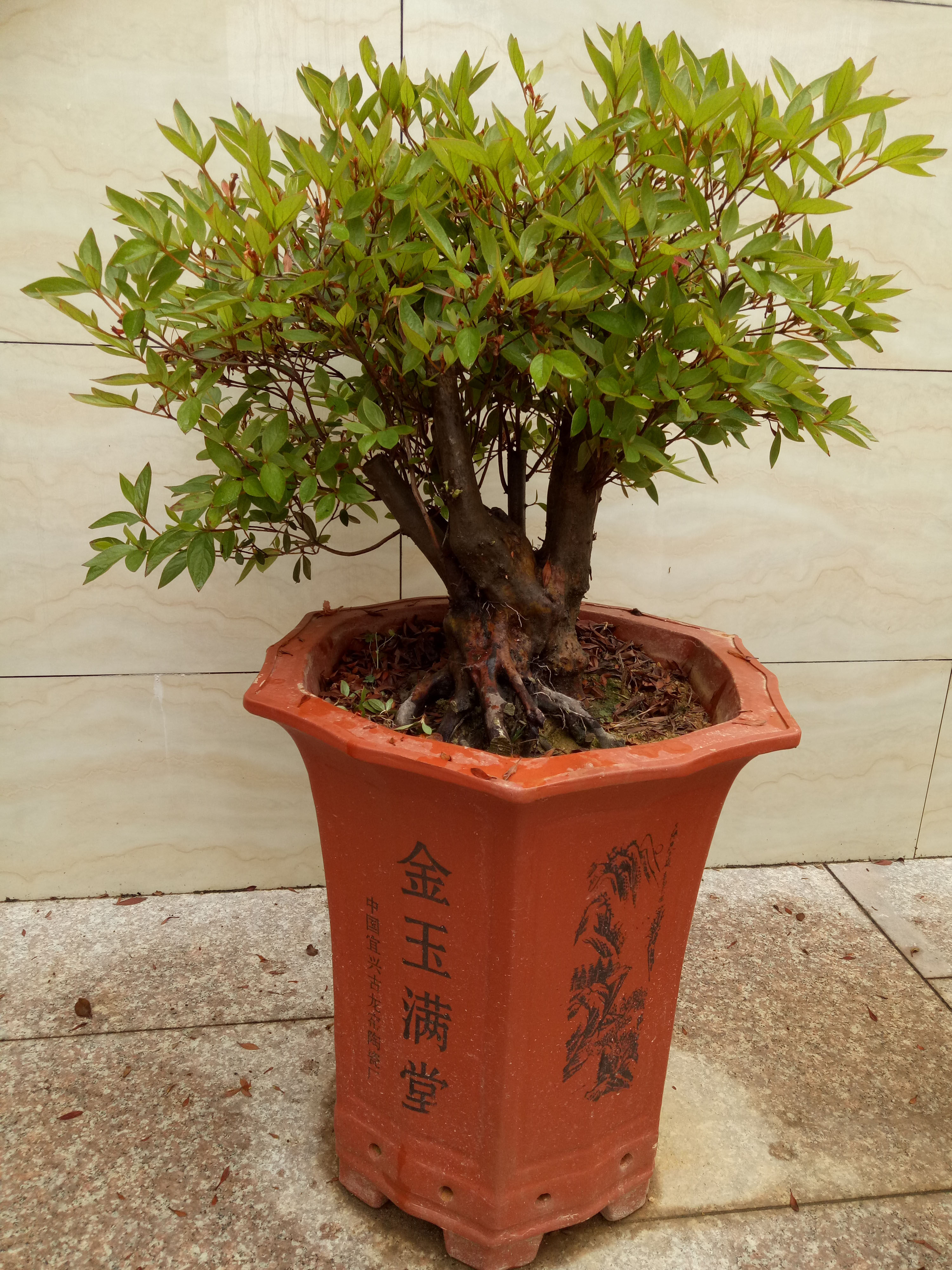 红花映山红树桩杜鹃花盆景熟桩观a叶庭院绿植室内盆栽家居花卉01