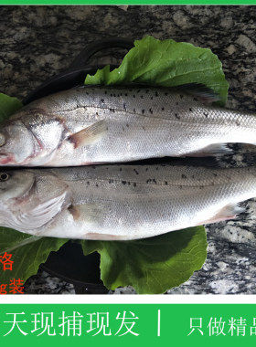 大连海鲜黄海卢鱼鲜活海鱼新鲜水产海鲜深海七星海鲈鱼野生花鲈鱼
