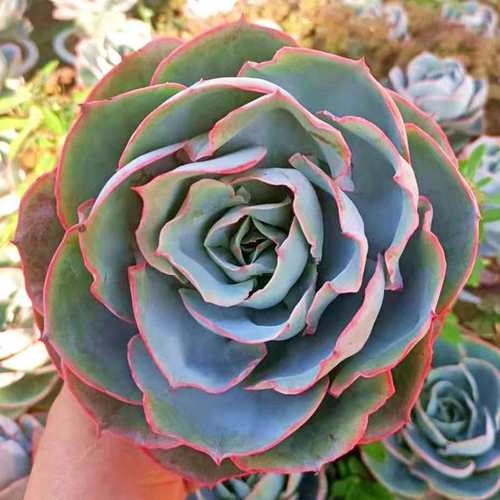 植物密码价格 植物密码图片 星期三