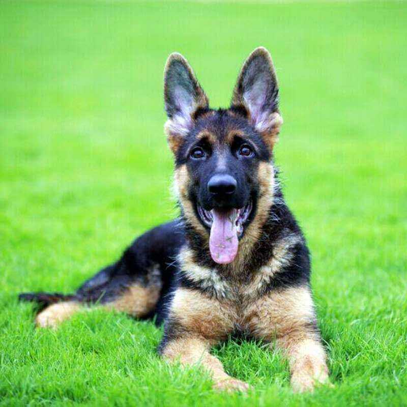 纯种德国牧羊h犬幼犬活体黑贝弓背小狼狗警犬猎犬宠物