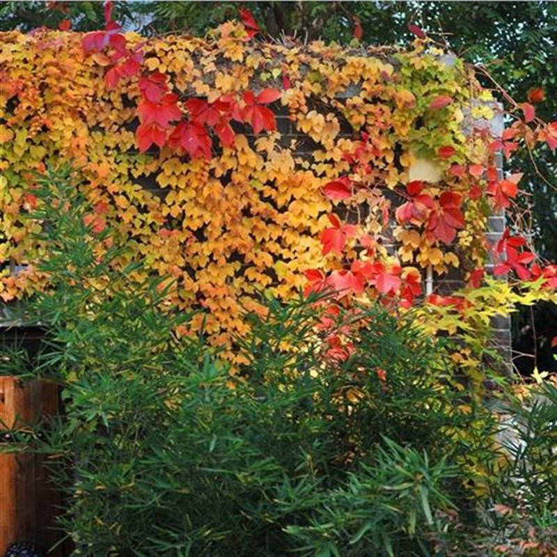 爬山虎爬藤植物四季开花室外红a色凌霄花k苗炮仗花别墅庭院植物s